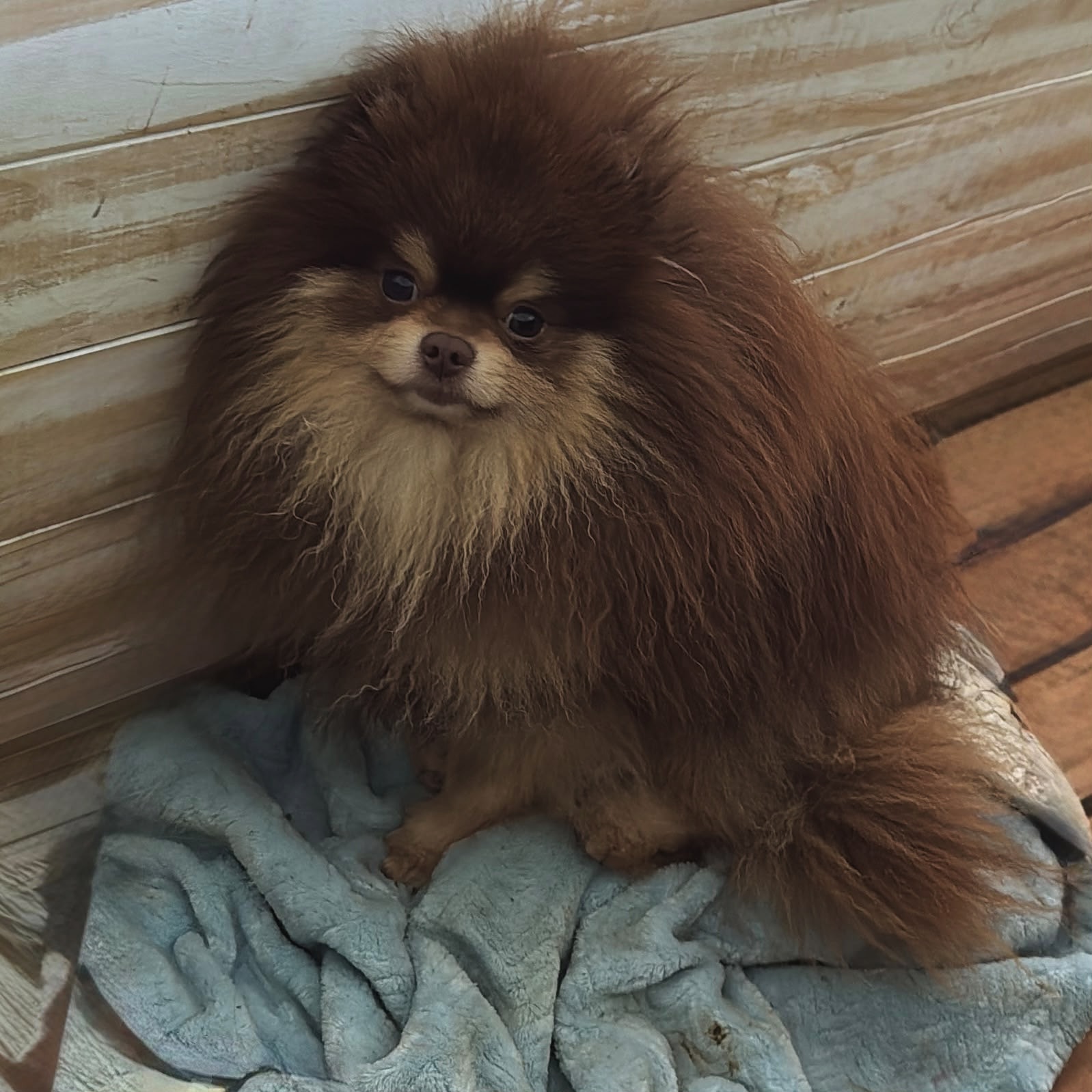 Pomerania adulto color chocolate sobre una manta